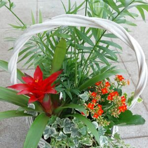 Planta | Jardín Armónico