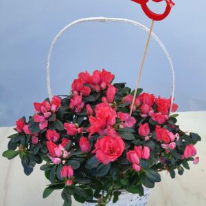Cesta de azalea