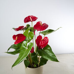 anthurium