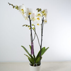 Orquídea
